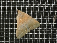 Simplicia cornicalis