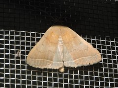 Simplicia cornicalis