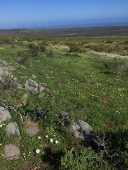 Dimorphotheca pluvialis