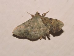 Anticarsia irrorata