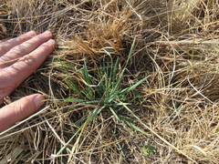 Andropogon chinensis