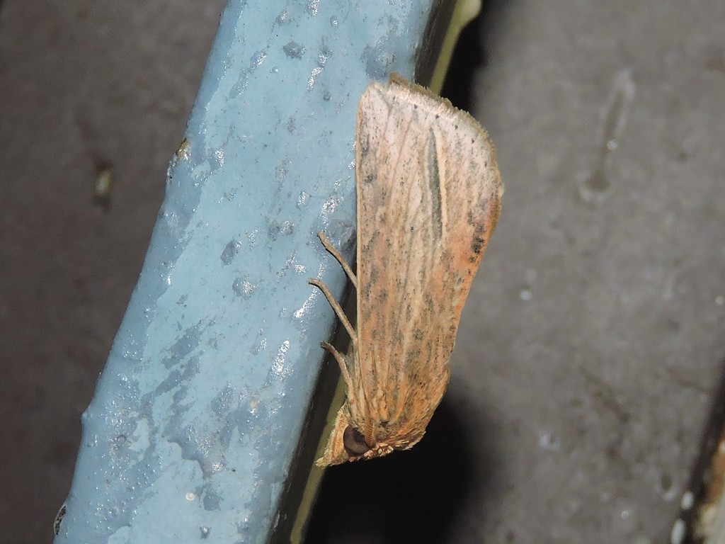 Culasta indecisa