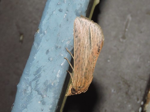 Culasta indecisa