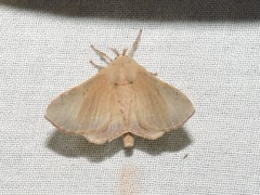 Bombycinae