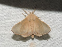 Bombycinae