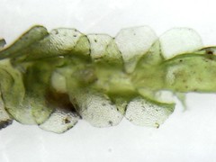 Lophocolea semiteres