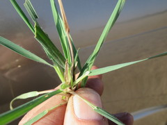 Andropogon chinensis