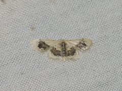 Idaea macrospila