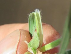 Andropogon chinensis