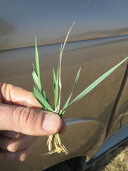 Andropogon chinensis