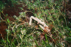 Botrylloides perspicuus