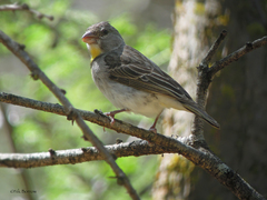 Crithagra xantholaema