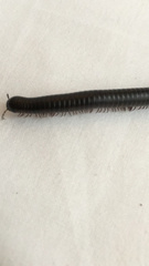 Pachyiulus oenologus