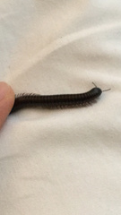 Pachyiulus oenologus