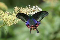 Papilio hopponis