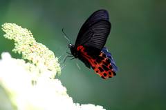 Papilio thaiwanus