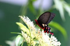 Byasa polyeuctes termessus
