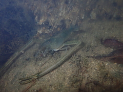 Macrobrachium formosense