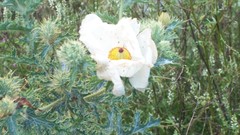 Argemone albiflora texana