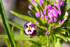 Castilleja densiflora gracilis