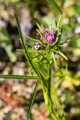Castilleja densiflora gracilis