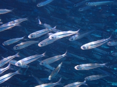 Red Sea Hardyhead Silverside photo 2