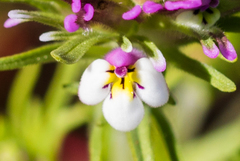 Castilleja densiflora gracilis