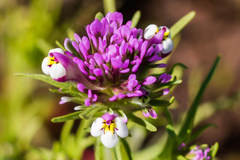 Castilleja densiflora gracilis