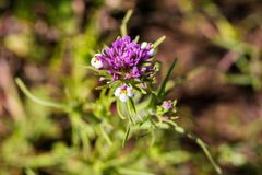 Castilleja densiflora gracilis