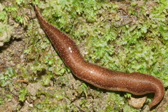 Australopacifica spectabilis