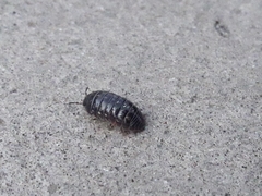 Armadillidium vulgare