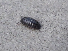 Armadillidium vulgare
