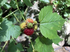 Rubus crataegifolius