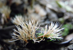 Pterula subulata