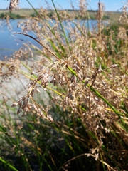 Schoenoplectus litoralis