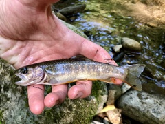 Salvelinus leucomaenis