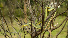 Craspedocephalus gramineus