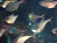 Pempheris rhomboidea