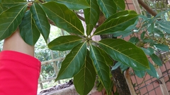 Terminalia calamansanai