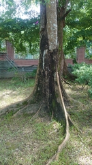 Terminalia calamansanai