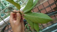 Terminalia calamansanai