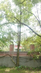 Terminalia calamansanai