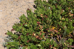 Arctostaphylos crustacea