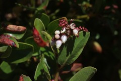 Arctostaphylos crustacea