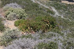 Arctostaphylos crustacea