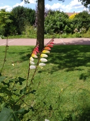Ipomoea lobata