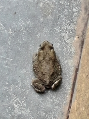 Duttaphrynus stomaticus