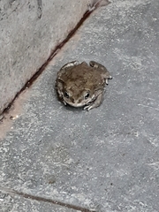 Duttaphrynus stomaticus