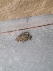 Duttaphrynus stomaticus