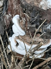 Fungi